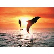 Delfini al tramonto