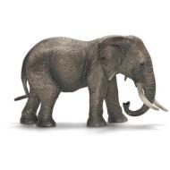 Elefante africano femmina (14657)