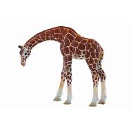 Giraffa (63668)