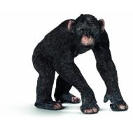 Scimpanzé Maschio (14678)