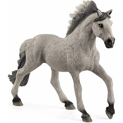 Stallone Sorraia Mustang (13915)