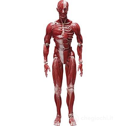 Human Anatomical Model Figma Af