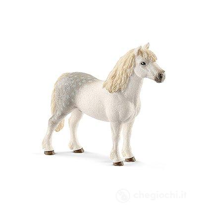 Stallone Welsh Pony (2513871)