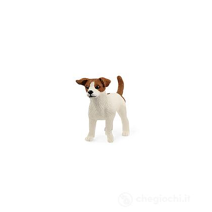 Jack russel terrier (2513916)