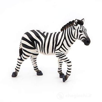 Zebra maschio (PAP50249)