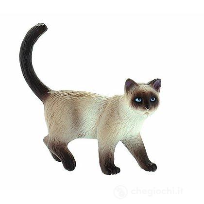 Gatto - Domestic Cat Kimmy (66370)