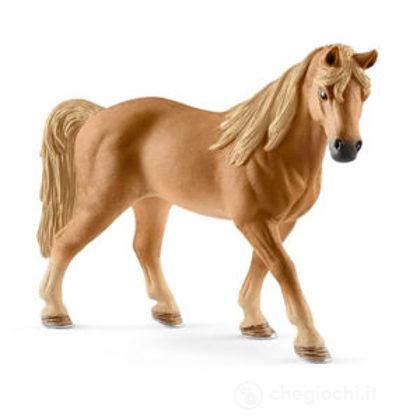 Castrone Tennessee walker (2513832)