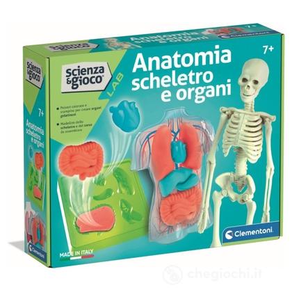 Anatomia Scheletro e Organi (19414)