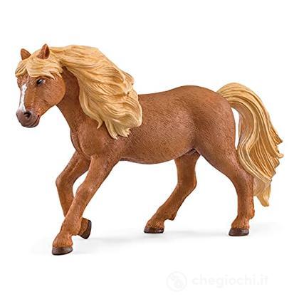 Iceland Pony Stallone (2513943)