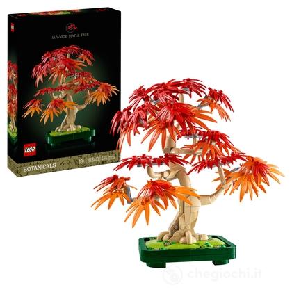Bonsai di acero rosso giapponese (10348)