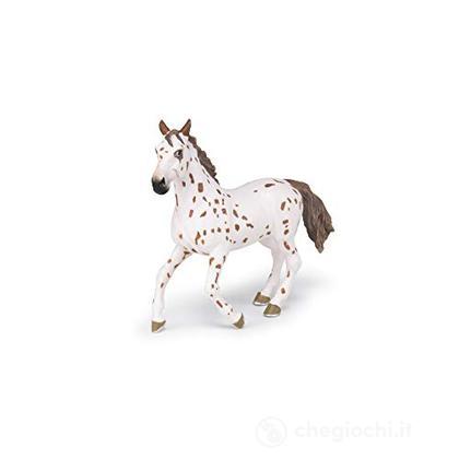 Cavalla appaloosa marrone (PAP51509)