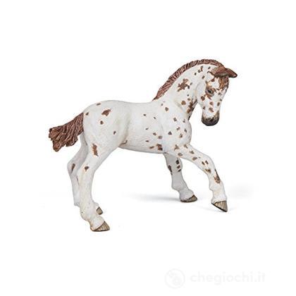 Puledro appaloosa marrone (PAP51510)