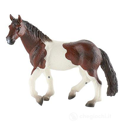 Cavalli - Paint Horse Mare (62657)