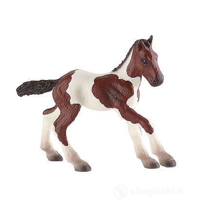 Cavalli - Paint Horse Foal (62678)