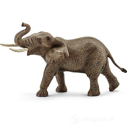 Elefante Africano Maschio (14762)