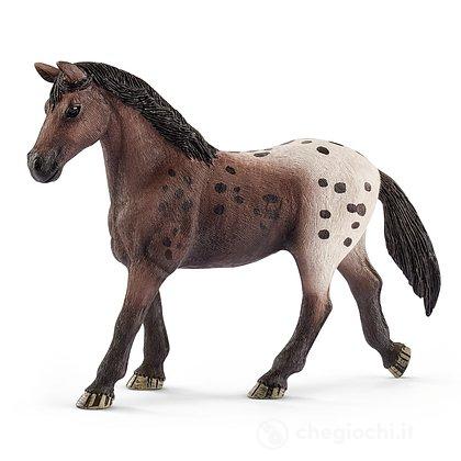 Giumenta Appaloosa (13861)