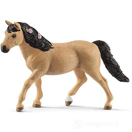 Connemara pony mare (2513863)
