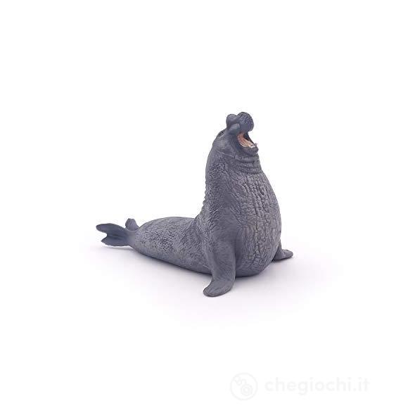 Foca elefante (PAP56032)