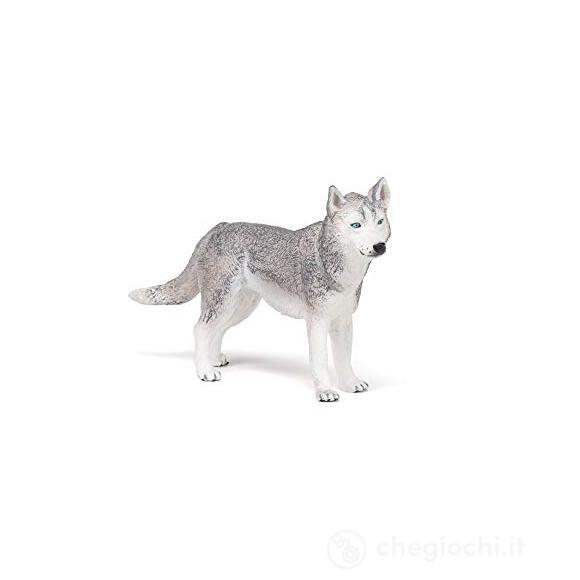 Husky siberiano (PAP54035)