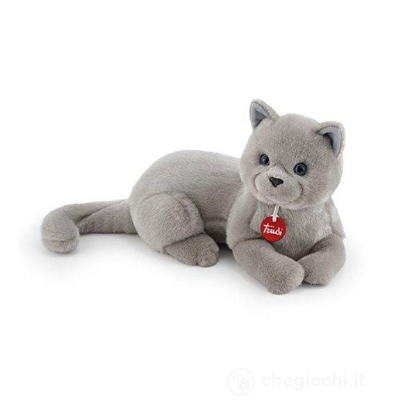 Gatto Celestino M (21039)