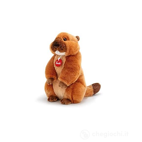 Marmotta M (24041)