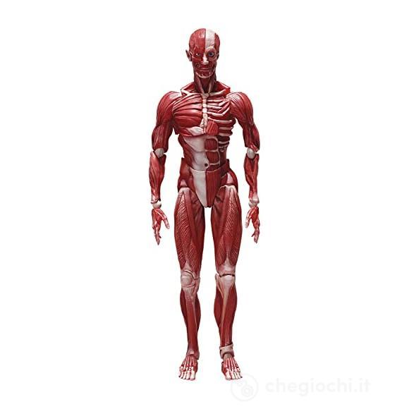 Human Anatomical Model Figma Af
