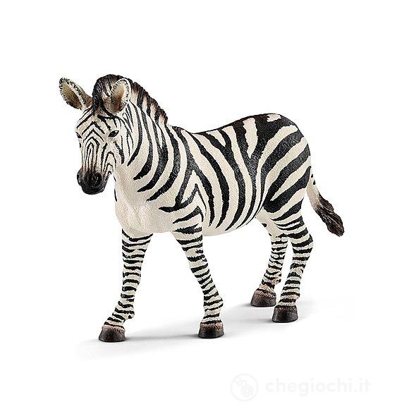 Giovane Femmina di Zebra (2514810)