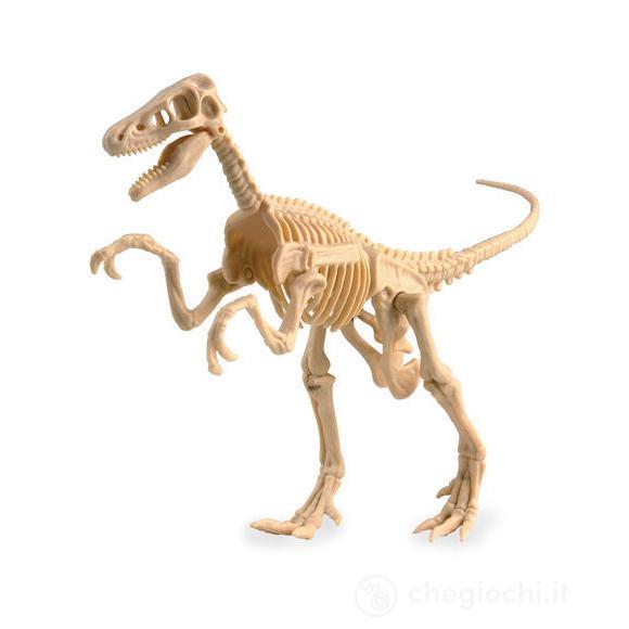 Velociraptor da scavare (IP30295)