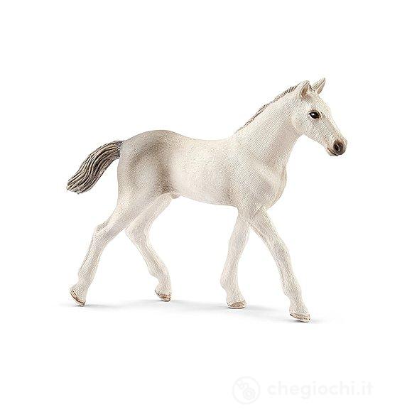 Puledro Holstein (2513860)