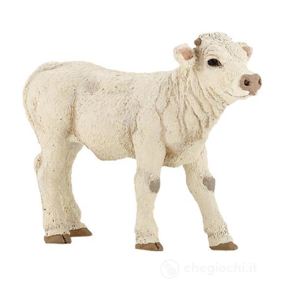 Vitello Charolais (PAP51157)