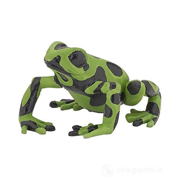 Rana equatoriale verde (PAP50176)