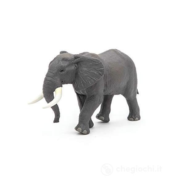 Elefante africano (PAP50192)