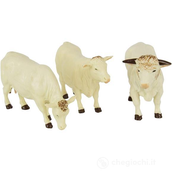 Bovini Charolais 43240