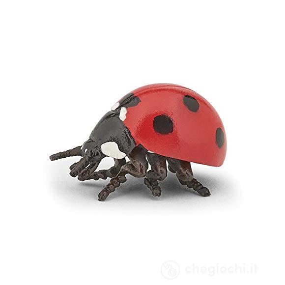 Coccinella (PAP50257)