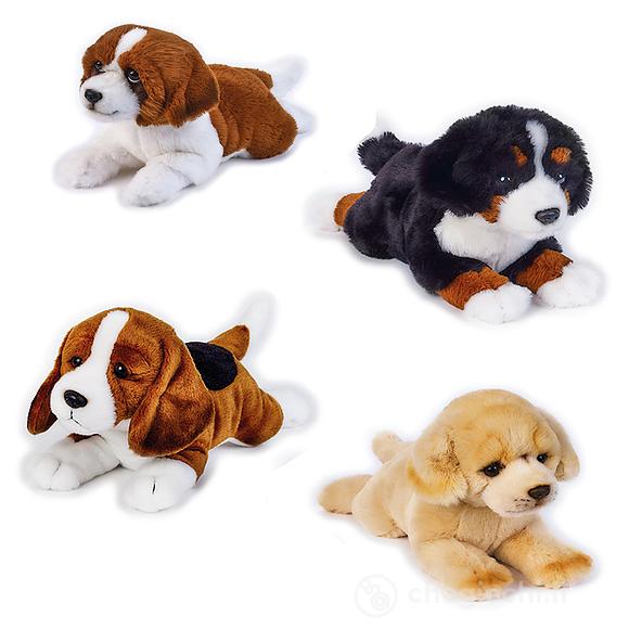 Pets Dogs Stesi Ass. My Puppy 642306