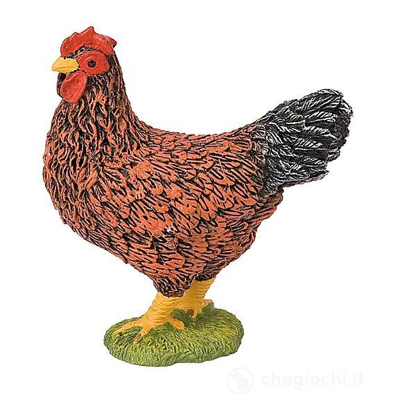 Gallina (62316)
