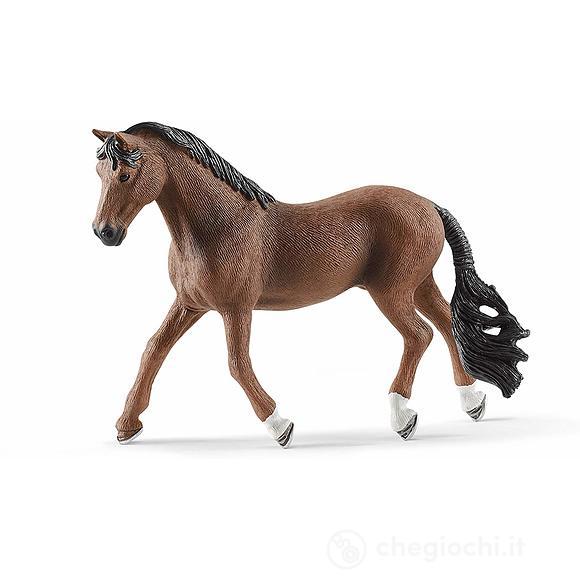 Castrone trakehner (2513909)