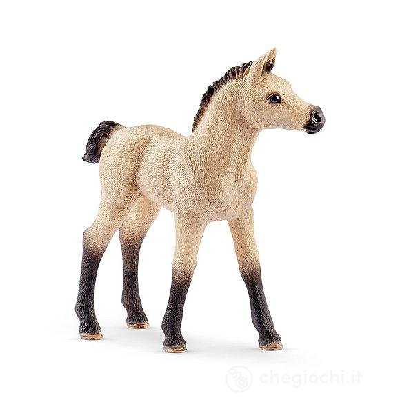 Box Cavalli Arabi e Addetta Cura Animali (42369)