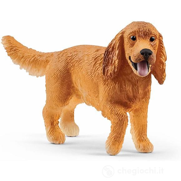 Cocker Spaniel Inglese (2513896)