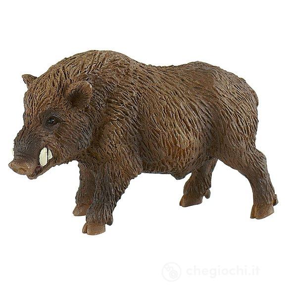 Cinghiale (64446)