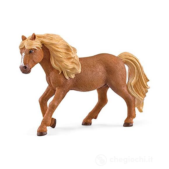 Iceland Pony Stallone (2513943)