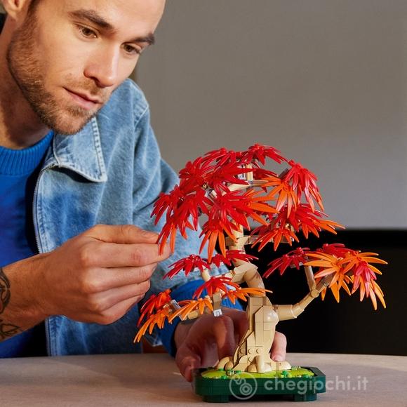 Bonsai di acero rosso giapponese (10348)