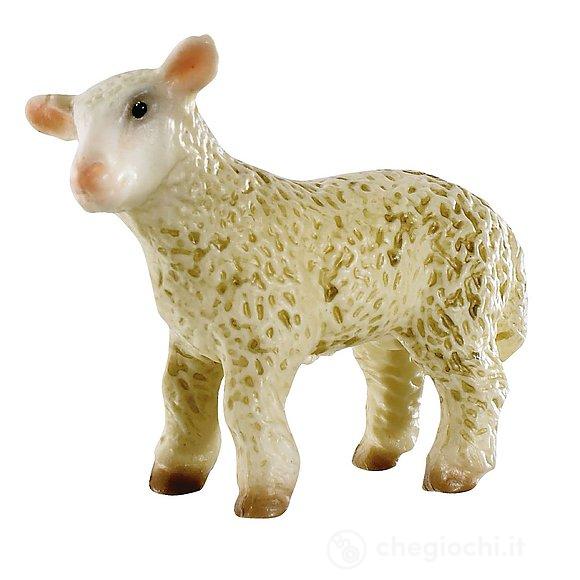Agnello (62478)