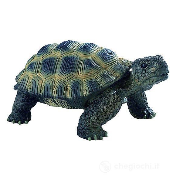 Tartaruga (63553)
