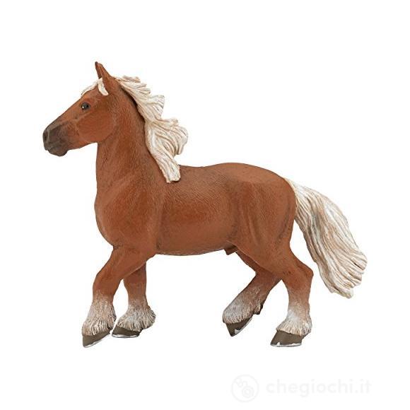 Cavallo Comtois (PAP51555)