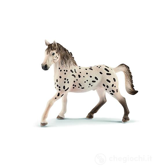 Stallone knabstrupper (2513889)