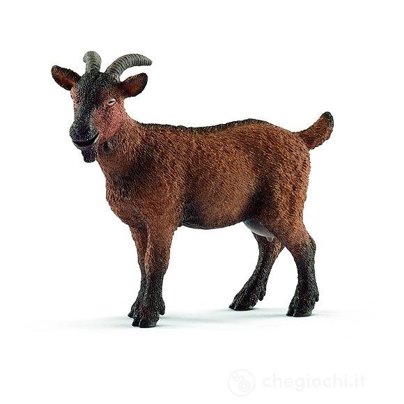 Capra (13828)