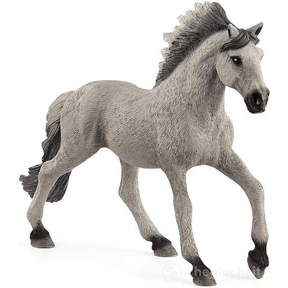 Stallone sorraia mustang (2513915)