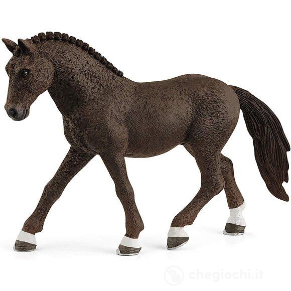 Castrone di german riding pony (2513926)