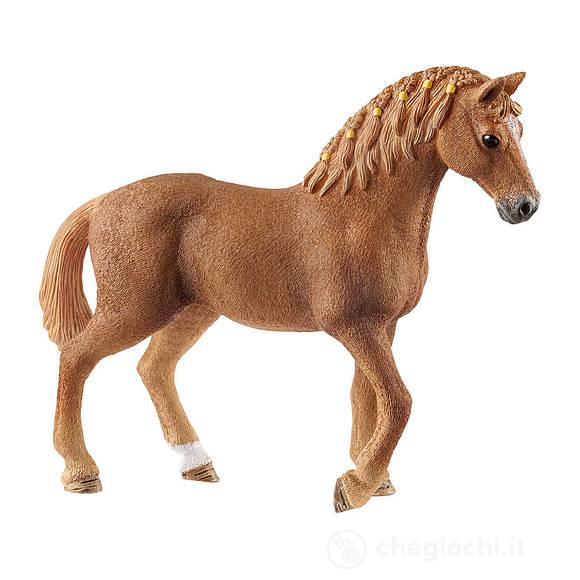 Giumenta Quarter Horse (2513852)